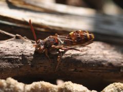 Nomada ruficornispanzeri